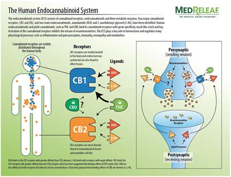  Studies suggest that the endocannabinoid system is altered by seizures and epilepsy