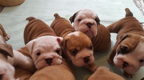  Stunning English Bulldog puppies! We have three amazing puppies looking for their forever ho