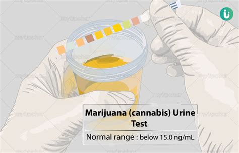  Substitution urine test In some situations, cannabis users rig themselves with a bag of clean urine