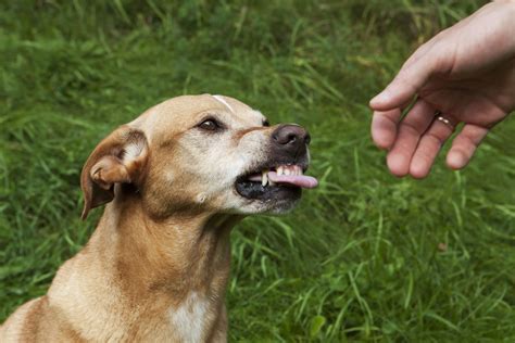  Such aggression can manifest when strangers, other animals, or even familiar faces approach the dog