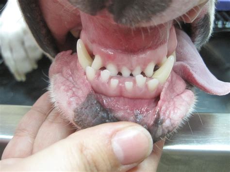  Such scenarios can lead to malocclusion or a bad bite in dogs