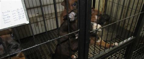  Sugar Plum works with a puppy mill in Missouri where the animal welfare laws are not strict