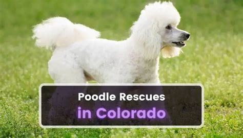  Summary Colorado offers an array of poodle shelters where you can find a dog to adopt