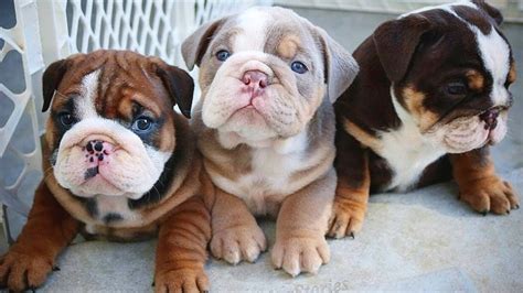  Super adorable English Bulldog puppies