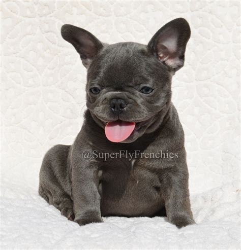  Superfly Frenchies offers French Bulldog puppies for sale that you can undoubtedly be proud of