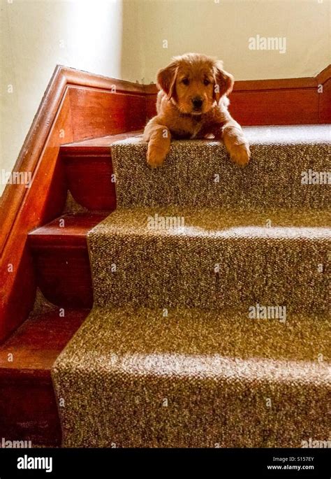  Supervision is also a great way to ensure your golden retriever puppy is using the stairs safely