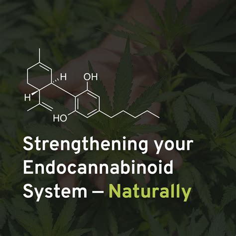  Supplementing with the phytocannabinoids found abundantly in hemp can help restore balance
