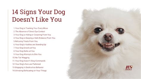  Suppose your dog doesn