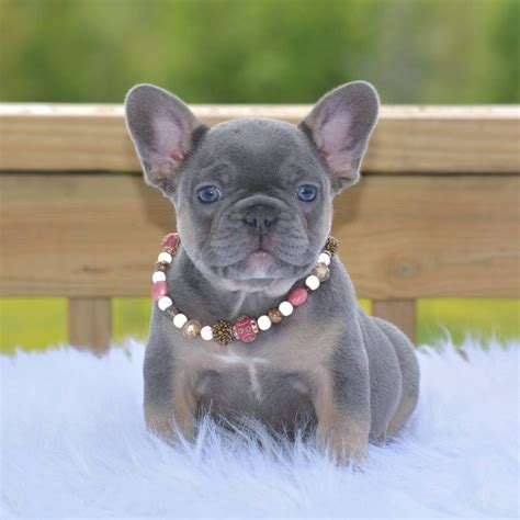  Sweet Southern Charm French Bulldogs
