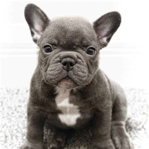  Sweetheart Frenchies will also ensure that they socialize the puppies so that they have the right environments, and they will interview prospective homes to find the right forever homes for their Frenchies