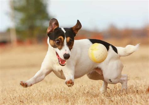  Swimming, running, and playing fetch are all excellent ways to keep your dog active while promoting a healthy tail