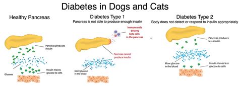  Symptoms In the diabetic dog, the following disorders are often found: An increase in thirst Weight loss, despite a stronger appetite An increase in urine sticky and smelly