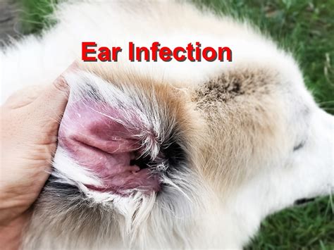  Symptoms of ear infections Like in people, ear infections can cause a range of symptoms in dogs