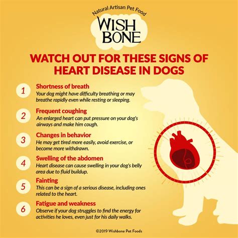  Symptoms of heart disease in dogs can include coughing, difficulty breathing, and fatigue