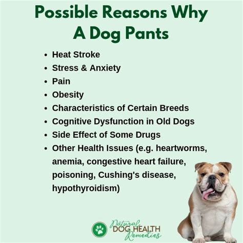  Symptoms such as bedwetting, excessive panting, and constant pacing should also warrant a trip to the vet