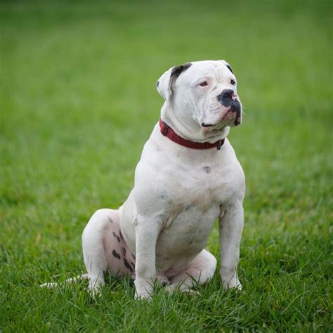  T he American Bulldog is a smart and loving dog that is very at ease with its family and friends