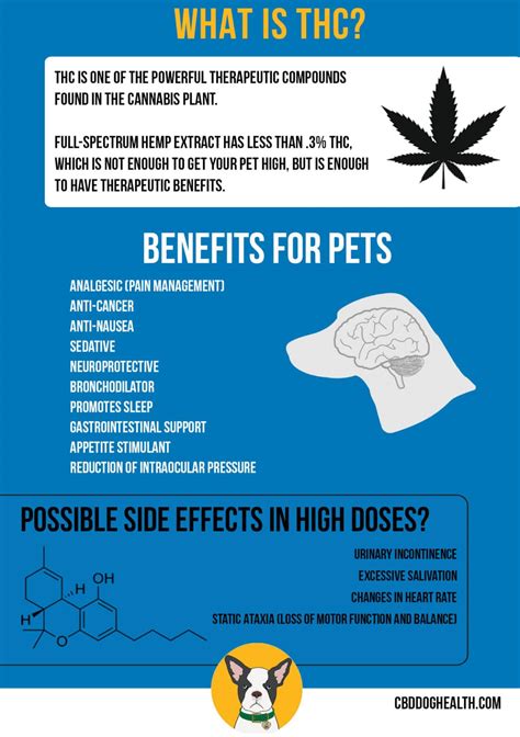  THC could be unsafe for dogs and cats even though it might not pose a risk for humans