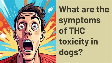  THC toxicity symptoms in dogs include vomiting, ataxia, slow heart rate, urinary incontinence, anxiety , hyperesthesia like sensitivity to loud noises, light, and touch, dilated pupils, and extreme lethargy