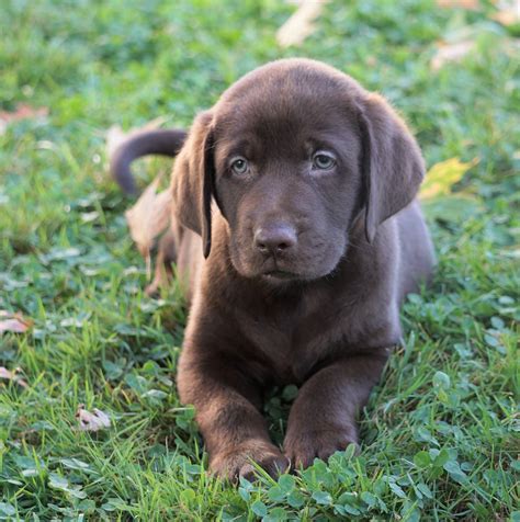  Tacoma AKC registered Labrador retriever puppies