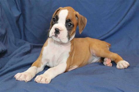  Tags: Boxer puppies Boxer Wiggle butt puppy for sale boxer puppy boxer dog puppy Sale