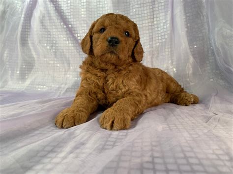  Tags: Goldendoodle Litter for sale in …