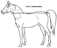  Tail: Set neither high nor low on the croup but as a natural extension of the topline