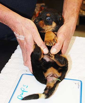  Tail Docking Controversy Tail docking, the practice of surgically removing a portion of a dog