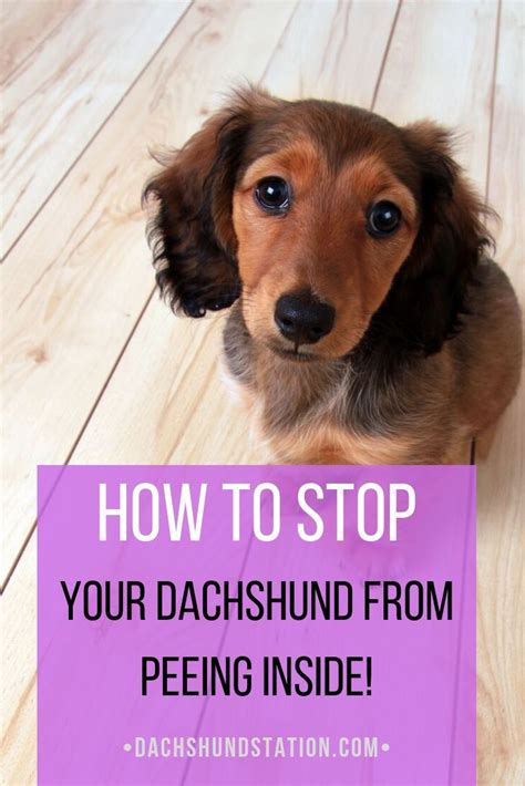  Take a look at our article on Dachshund potty training , you may find it useful