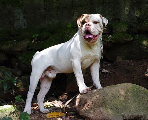  Take advantage of our PuppySearch or leisurely browse our directory of hundreds of dog breeds, bulldog campeiro breeders, campeiro dogs for adoption, and bulldog campeiro puppy for sale listings with photos and detailed descriptions