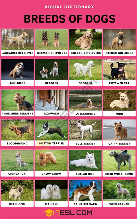  Take advantage of our massive directory of dog breeds, dog breeders and puppy for sale listings