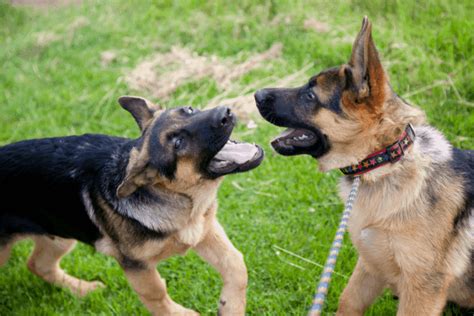  Take back control of their behavior using these quick and easy solutions to stop German Shepherd biting that actually works