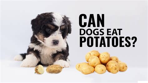  Take care in preparing potatoes for your dogs though