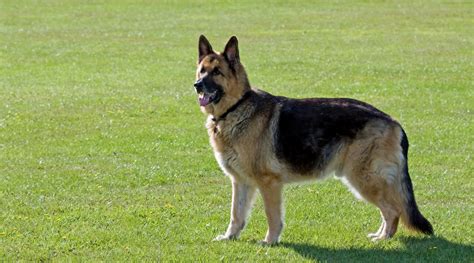  Take for example, the standard German Shepherd dog as seen in this photo: View fullsize …Dogs bred with these traits often end up with crippling disabilities and premature death