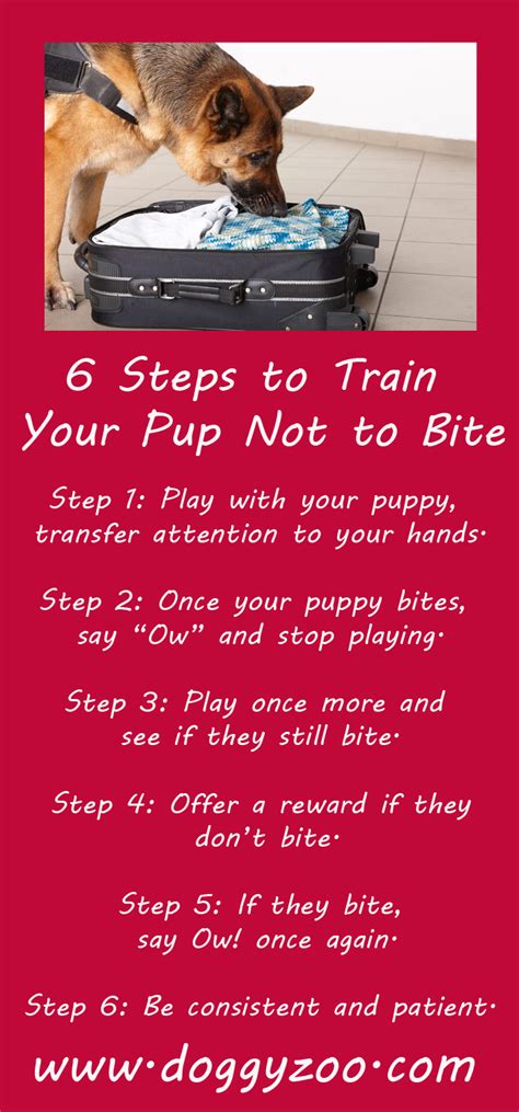  Take steps to cool your pup, and if they still seem distressed, head to the vet