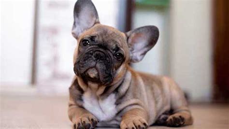  Take the Quiz Crossing a French Bulldog with a smaller dog breed The first and most obvious way of creating mini French Bulldogs is by crossbreeding a standard Frenchie with another small dog breed like a Yorkie or a Toy Poodle