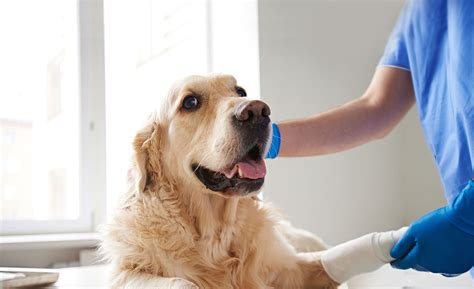  Take the dog back to the vet for a checkup in case of discharge, the opening of the sutures, or redness