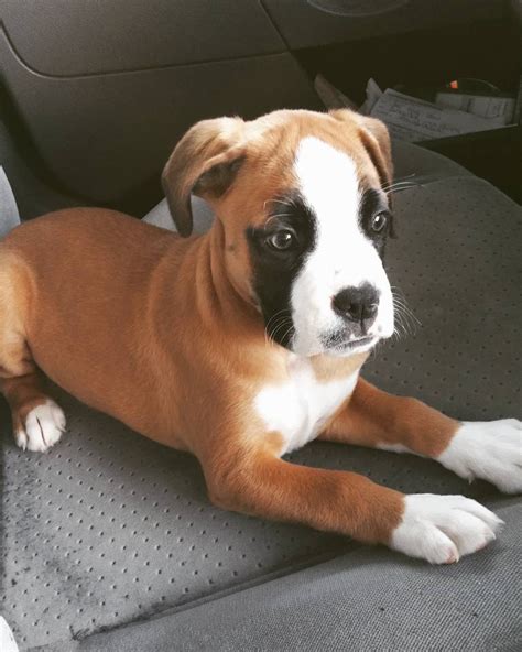  Take them and love them as they are!  Boxer puppies for sale in Virginia Beach, VA from trusted breeders
