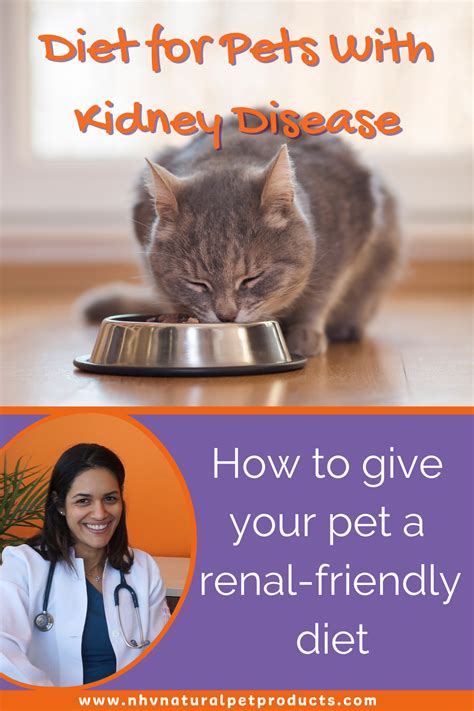  Taking an integrative approach to managing kidney disease is critical to give your pet the best quality of life while dealing with this disease