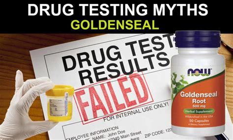  Taking goldenseal or adding goldenseal to a urine sample does not cause false negatives for a number of drug tests, including cocaine, benzodiazepines, opioids, THC and others