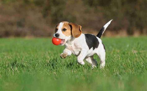  Taking them for short walks, playing fetch, or allowing them to run around in a safe area can help keep them healthy and happy