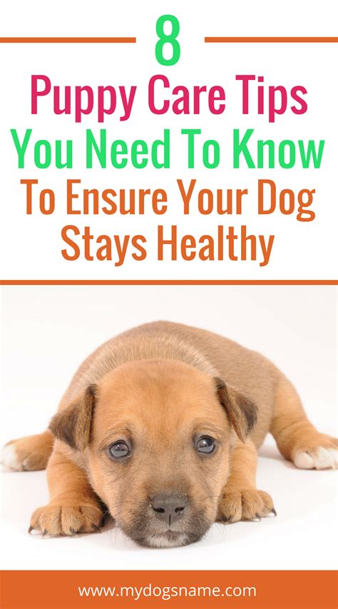  Taking these steps will ensure that you get a pup that is healthy and will be a good addition to your home