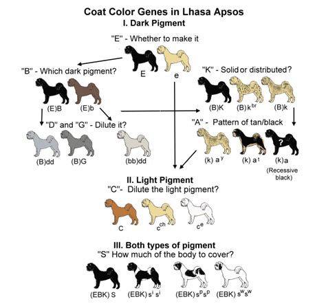  Taking this into consideration, I look for longevity in the lines of my breeding dogs, genetic testing and hip and elbow certifications are done on each of my dogs, to ensure that they are worthy of breeding