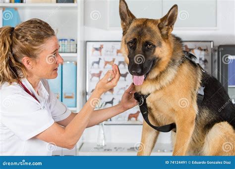  Taking your German Shepherd to regular veterinary appointments is one of the best things you can do to ensure that they are healthy and feeling their best