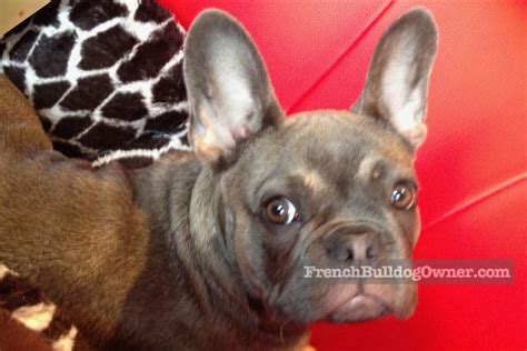  Taping them is always an option for French Bulldog owners however, not one we recommend or endorse unless it is really necessary and recommended by your Frenchie breeder or specialized in French Bulldog vet