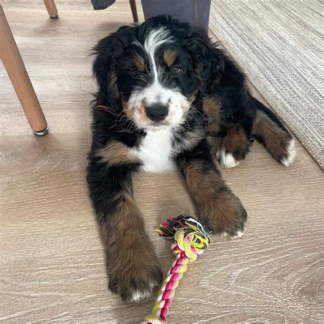  Tatum was bred to Leo and their reverse F1B bernedoodles are anticipated early November