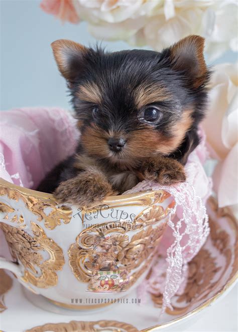  TeaCup Puppies and Boutique is South Florida