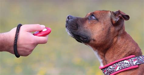  Teach your dog to associate a clicking sound from a clicker device as a reward for following a command