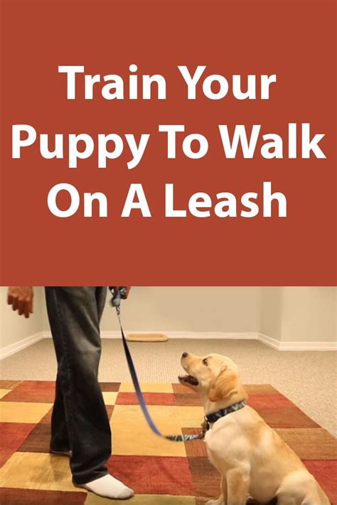  Teaching your puppy to walk to heel nicely for longer distance and past all kinds of distractions and temptations