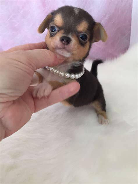  Teacup Chihuahua Puppies for Sale in Utah
