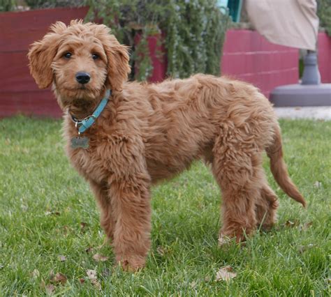  Teacup Goldendoodle or Micro Goldendoodle — 8 to 13 inches tall, 5 to 12 pounds